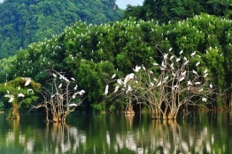 Watching Birds in Ninh Binh